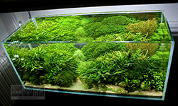 Красивая аквариум с мхами и папоротниками